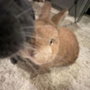 Meet your Posher, Carlyn